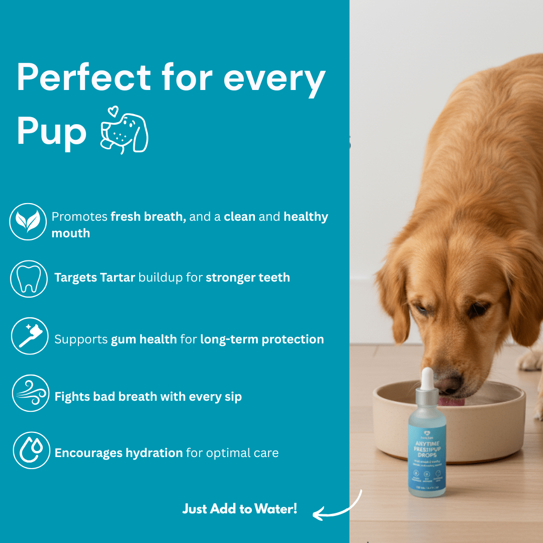 Dog Items - Little Tails