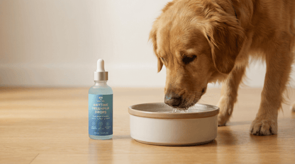 Dog Items - Little Tails