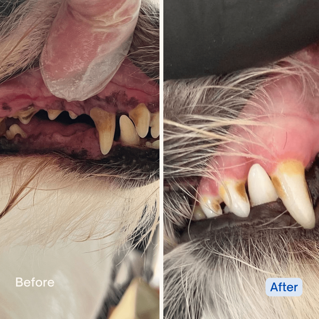 Dog Items - Little Tails