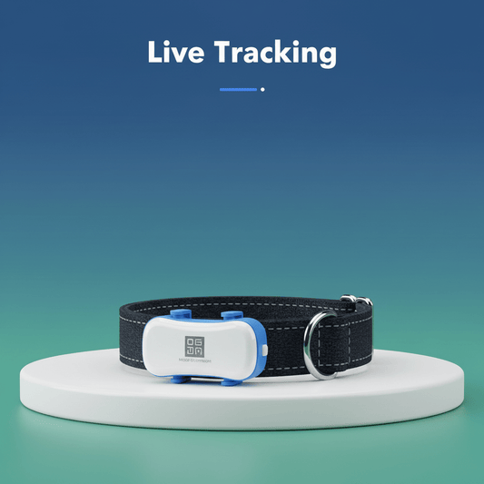 Dog Items - Little Tails